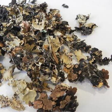 Dagad Phool Bhari – दगड फुल भारी – Stone Flower